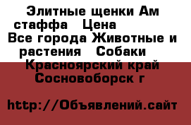 Элитные щенки Ам.стаффа › Цена ­ 25 000 - Все города Животные и растения » Собаки   . Красноярский край,Сосновоборск г.